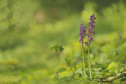 Maennliches Knabenkraut, Orchis mascula, Orchidee, wild wachsend

Aufnahmeort: Odenwald
Kamera: Canon EOS 60D, Objektiv 150mm Makro

© Alle von mir veröffentlichten Bilder unterliegen dem Urheberrecht und dürfen ohne meine schriftliche Genehmigung nicht verwendet werden.