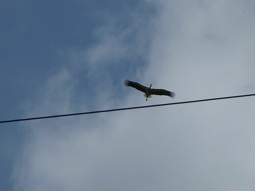 Abflug vom Nest!

Aufnameort: Gögglingen (Ulm)
Kamera: Panasonic Lumix TZ 71