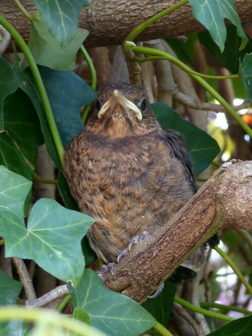 die junge Amsel ist aus dem Nest

Aufnameort: Bayreuth
Kamera: Lumix FZ 200