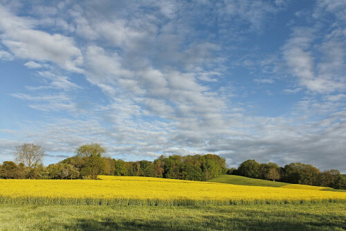 Rapsfeld, Wolken, Odenwald

Aufnameort: Odenwald
Kamera: Canon EOS 60D, Objektiv 17-40mm