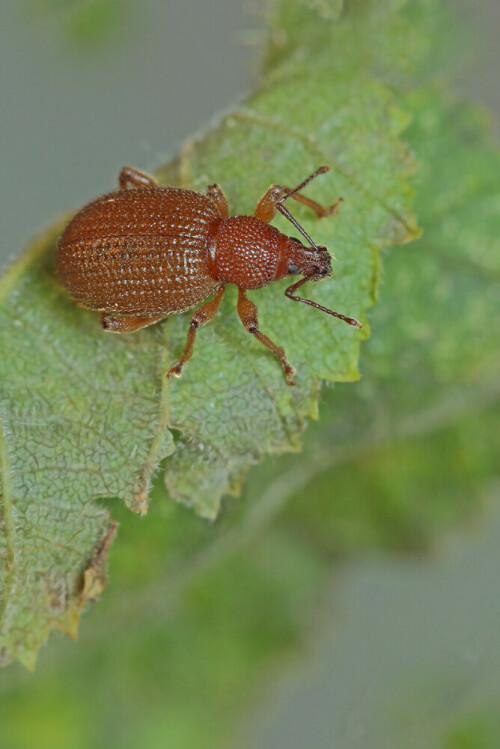 Rüsselkäfer, Raustreifiger Dickmaulrüssler, Otiorhynchus rugosostriatus, Käfer

Aufnameort: Odenwald
Kamera: Canon EOS 60D, Objektiv 150mm Makro