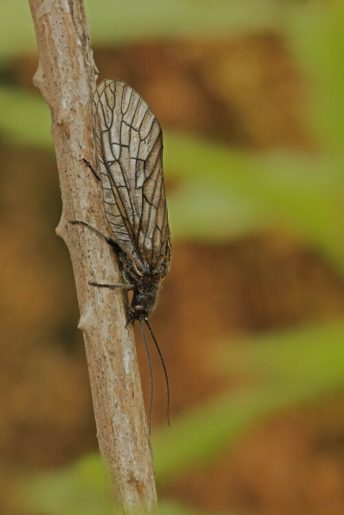 Schlammfliege, Sialidae, Großflügler

Aufnameort: Odenwald
Kamera: Canon EOS 60D, Objektiv 150mm Makro