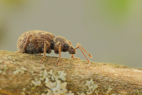 Käfer, Weißdorn-Dickmaulrüssler, Otiorhynchus crataegi

Aufnameort: Odenwald
Kamera: Canon EOS 60D, Objektiv 150mm Makro