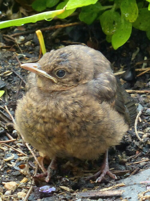 junge Amsel

Aufnameort: Bayreuth
Kamera: Lumix FZ 200