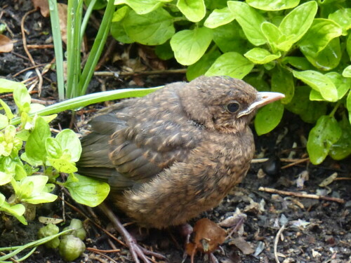 junge Amsel spielt Verstecken

Aufnameort: Bayreuth
Kamera: Lumix FZ 200