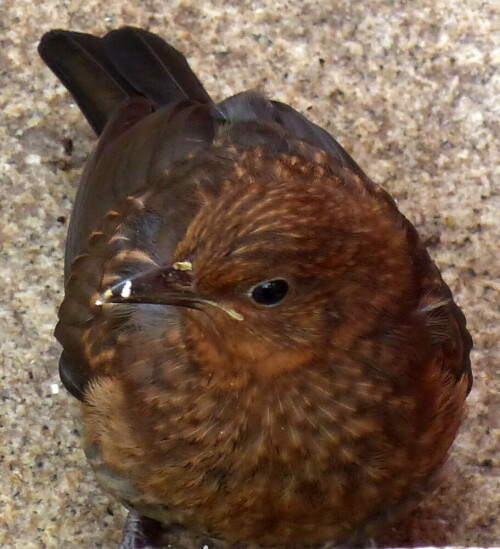 amsel-aus-der-ersten-brut-22650.jpeg