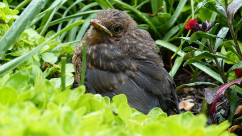 die-junge-amsel-entdeckt-ihr-umfeld-22651.jpeg