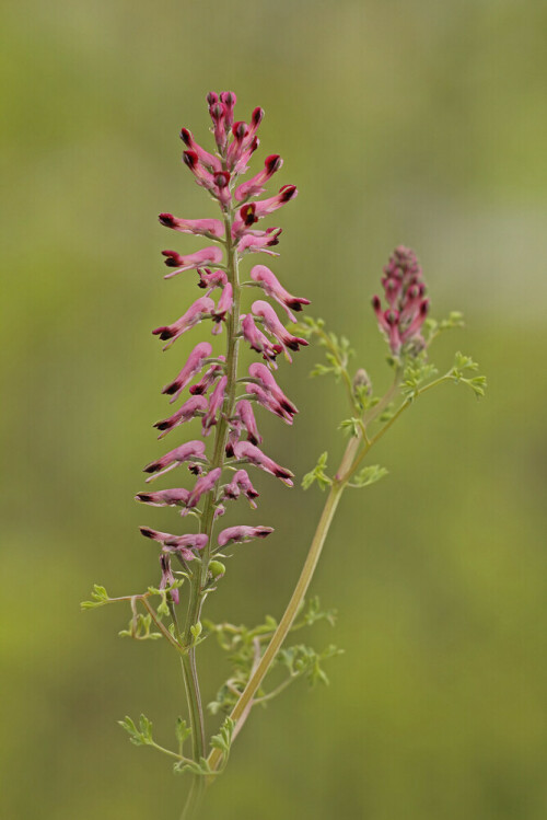 Blüte des gewöhnlichen Erdrauches (Fumaria officinalis)

Aufnameort: Rheinhessen
Kamera: Canon EOS 60D, Objektiv 150mm Makro