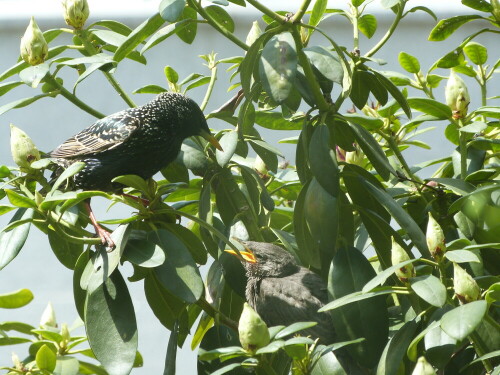 Das Foto ist durch das geschlossene Küchenfenster aufgenommen.
Der Jungvogel sass im Rhododendron und Mama oder Papa kamen
im Halbminutentakt zum füttern.

Aufnameort: Egelsbach, Am Tränkbach
Kamera: Lumix FZ48