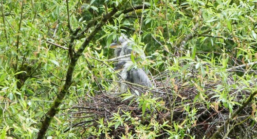 Die allererste Brut von Graureihern in Egelsbach, seit Jahrzehnten.
Direkt an einem Anglersee......
Die meisten Angler sehen sie (Gott sei Dank) nicht.


Aufnameort: Egelsbach
Kamera: Lumix FZ48