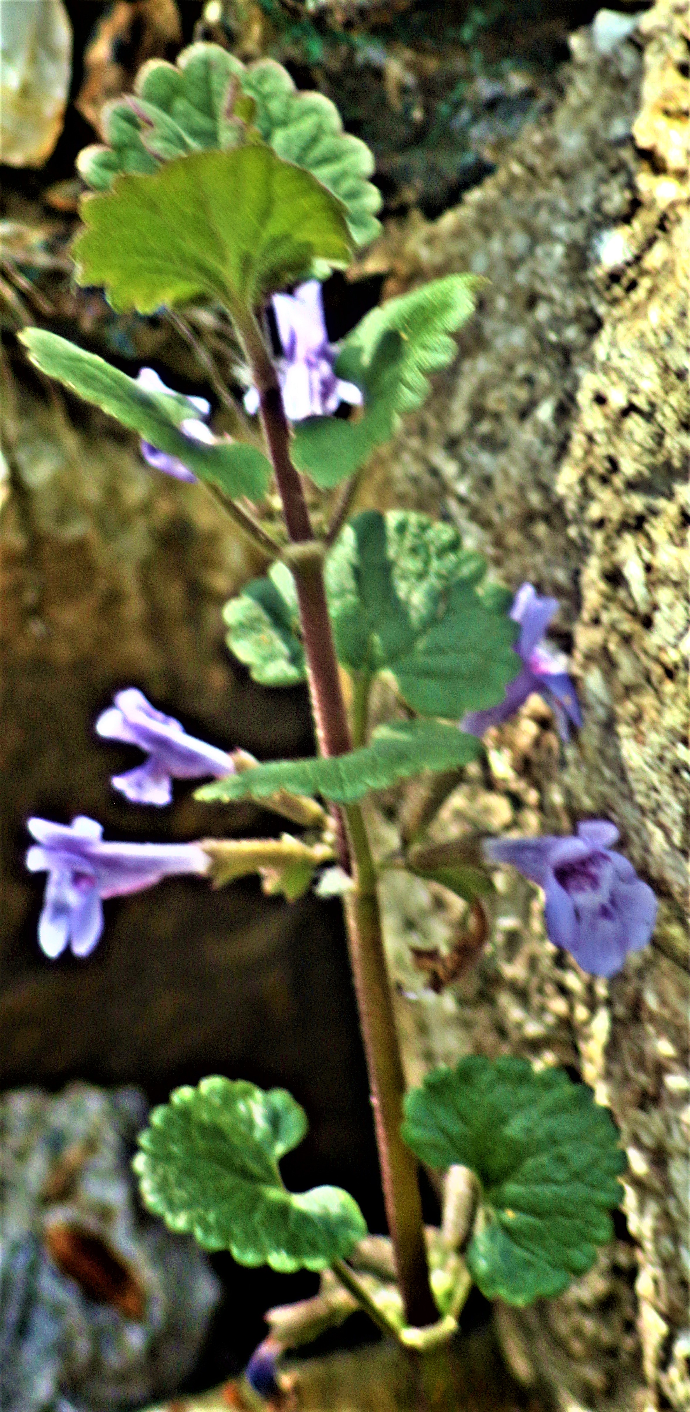 Der Gundermann gehört zu den Lippenblütlern(Lamiaceae).
Seine Zwitterblüten können sich selbst bestäuben.
https://de.wikipedia.org/wiki/Gundermann

Aufnameort: Eiershausen Garten
Kamera: Canon EOS 700D