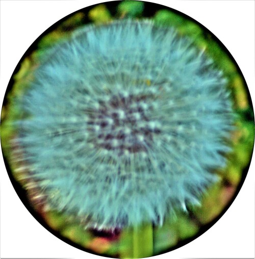 pusteblume-des-gewohnlichen-lo-22630.jpeg