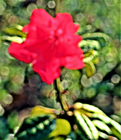 Der Rhododrendron gehört zu den Heidekrautgewächsen(Ericaceae).
https://de.wikipedia.org/wiki/Rhododendren

Aufnameort: Eiershausen Garten
Kamera: Canon EOS 700D