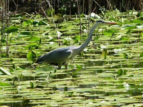 Graureiher auf Beutefang im Ernst-Ludwig-Teich.
Er stand zeitweise bis zum Bauch im Wasser.

Aufnameort: Egelsbach, Koberstadt
Kamera: Lumix FZ48