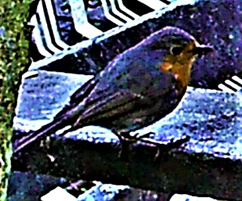 rotkehlchen-erithacus-rubecula-22663.jpeg