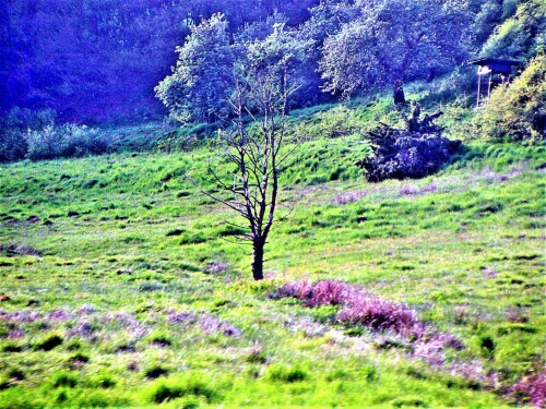 Baum- oder Waldsterben erscheint oftmals noch ein (Medien-)Thema
"aus dem vergangenen Jahrhundert" zu sein.
Hier allerdings ein Baum auf einer Weide.
https://de.wikipedia.org/wiki/Waldsterben

Aufnameort: 35684/Frohnhausen
Kamera: Medion Camcorder