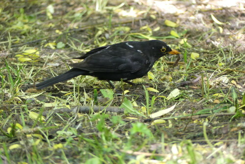 Schwarze Amsel mit weißen Flecken und Beute.

Aufnameort: Berliner Stadtpark - Steglitz
Kamera: Lumix