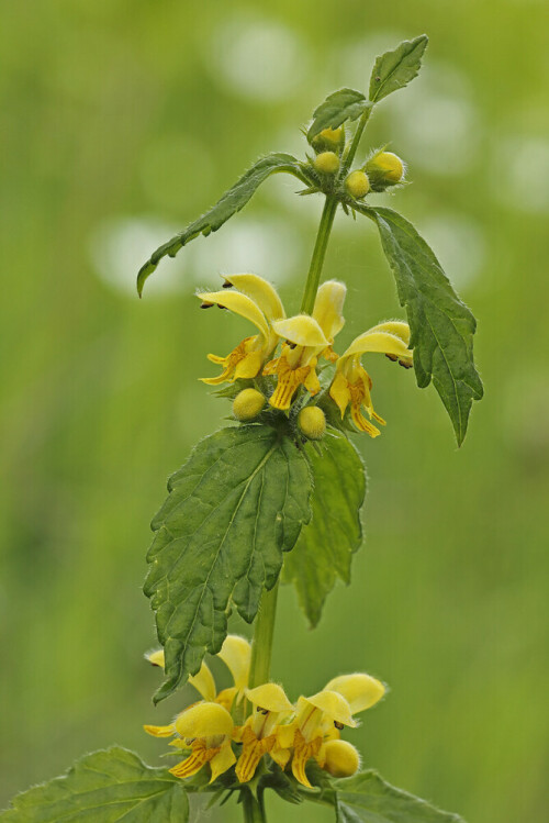 Gewöhnliche Goldnessel, Lamium galeobdolon

Aufnameort: Odenwald
Kamera: Canon EOS 60D, Objektiv 150mm Makro