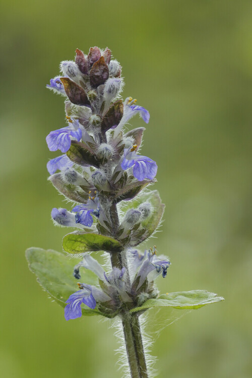 Kriechender Günsel, Ajuga reptans, Blüte

Aufnameort: Odenwald
Kamera: Canon EOS 60D, Objektiv 150mm Makro