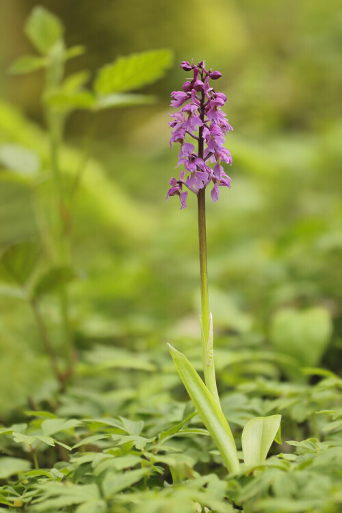 Männliches Knabenkraut, Orchis mascula, wild wachsende Orchidee

Aufnahmeort: Odenwald
Kamera: Canon EOS 60D, Objektiv 150mm Makro

© Alle von mir veröffentlichten Bilder unterliegen dem Urheberrecht und dürfen ohne meine schriftliche Genehmigung nicht verwendet werden.