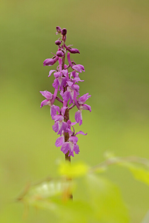 Männliches Knabenkraut, Orchis mascula

Aufnahmeort: Odenwald
Kamera: Canon EOS 60D, Objektiv 150mm Makro

© Alle von mir veröffentlichten Bilder unterliegen dem Urheberrecht und dürfen ohne meine schriftliche Genehmigung nicht verwendet werden.