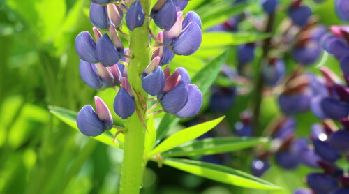 blaue-lupine-22725.jpeg