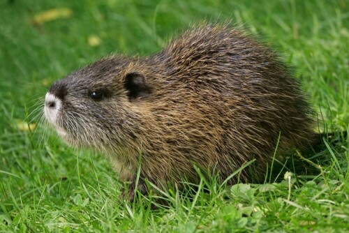 junges-nutria-22760.jpeg