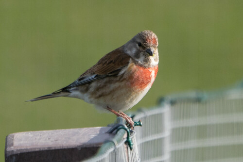 Bluthänfling Männchen

Aufnameort: Vogelschutzgebiet auf Norderney
Kamera: Nikon 5300