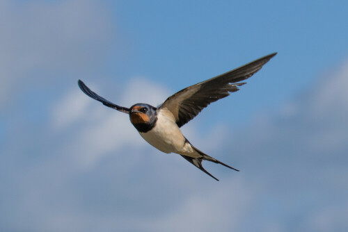 rauchschwalbe-im-flug-23185.jpeg