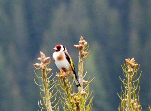 stieglitz-carduelis-carduelis-22812.jpeg