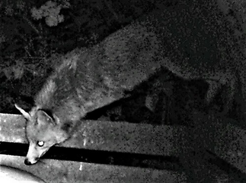 Erstaunlich, dass er sich trotz Katzen, Hunde in der Nachbarschaft
dennoch zum Komposthaufen vorwagt. Der Hunger ist wohl ein starker
Antrieb.
https://de.wikipedia.org/wiki/Rotfuchs

Aufnameort: Eiershausen Komposthaufen
Kamera: Wildtierkamera