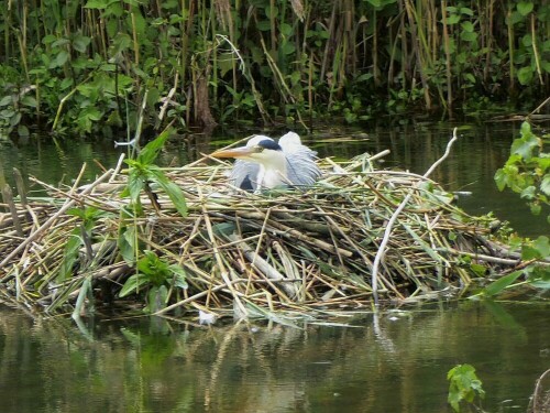 Seit 2 Wochen beobachte ich diesen Reiher. Er hat sich das Nest selber "schöner" gemacht und wie es ausssieht brütet er auch. Ich kenne nur Reiher, die auf dem Baum brüten.

Aufnameort: Naturschutzgebiet Gronne
Kamera: Panasonic Lumix TZ 71