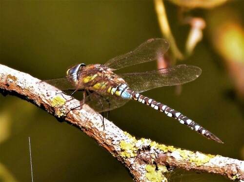 Feuchtbiotop

Aufnameort: Wetterau - in den "Dorfwiesen"
Kamera: Nikon D 3000