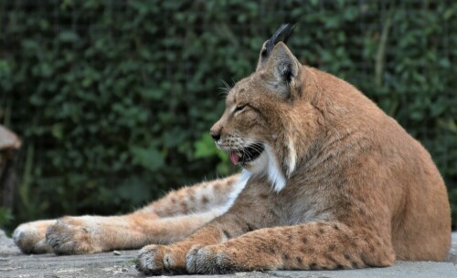 luchs-22804.jpeg