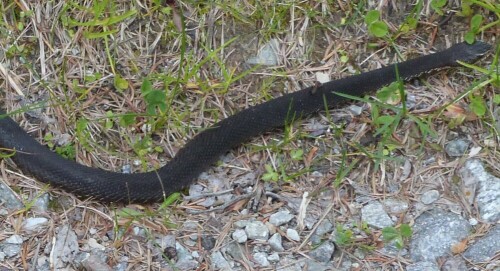 Diese schwarze Kreuzotter hielt ich zuerst für eine kordel, die
jemand verloren hat. Als sich diese Kordel ca. 30 cm neben meinem linken Fuß plötzlich bewegte. Dann gelang mir noch dies Fote von dem Schwärzling.

Aufnameort: St. Magdalena/Gsies/Südtirol
Kamera: Lumix FZ48