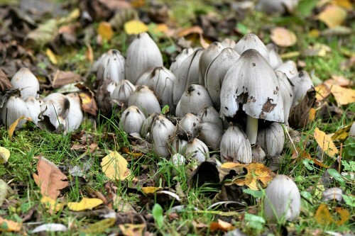 am Rande eines Teiches

Aufnameort: Wetterau
Kamera: Nikon D 3000