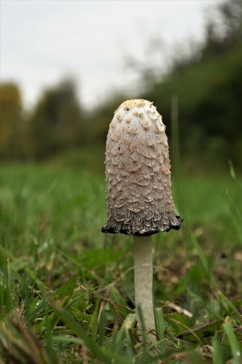 am Waldrand

Aufnameort: Wetterau - "Zwergwald"
Kamera: Nikon D 3000