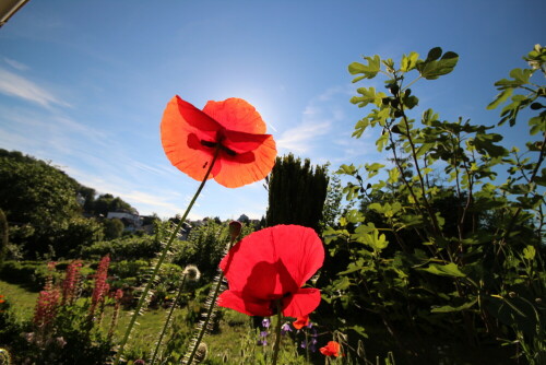 mohnblume-im-gegenlicht-i-22816.jpeg