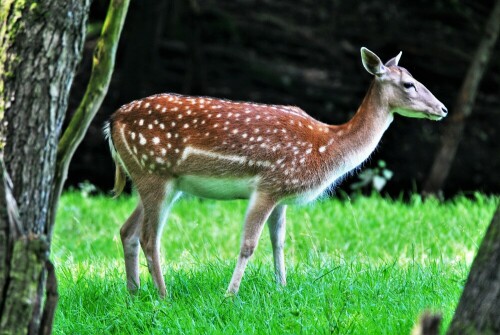 ...im Büdingerwald bei Rinderbügen

Aufnameort: Wetterau
Kamera: Nikon D 3000