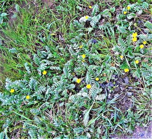 Das Gänsefingerkraut wird auch zu den Rosengewächsen(Rosaceae) gezählt.
Es wird auch als (Argentina anserina(L.) Rydb.) genannt.
https://de.wikipedia.org/wiki/Gänsefingerkraut

Aufnameort: 35684/Dillenburg-Frohnhausen südlich des Hundsbaches
Kamera: Medion Camcorder