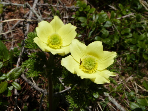 Schwefelküchenschellen pulsatilla alpina subsp. apiifolia blühen
zur Zeit in ihrer ganzen Pracht. Ein herrlicher Anblick.

Aufnameort: St. Magdalena/Gsies/Südtirol
Kamera: Lumix FZ48