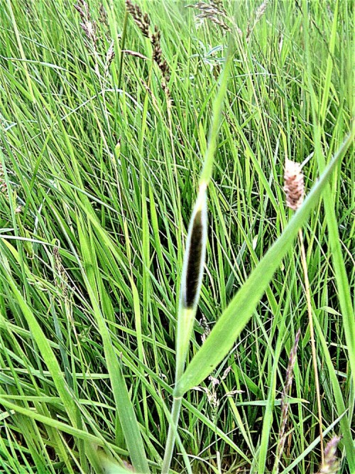 Ein auf Wiesen nicht seltenes Gras, das hier im Vordergrund wächst.
Seine Ähre öffnet gerade die sie umhüllende Blattscheide.
https://de.wikipedia.org/wiki/Wiesen-Lieschgras

Aufnameort: 35684/Dillenburg-Frohnhausen Weiden im Südwesten
Kamera: Medion Camcorder