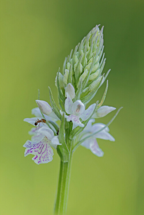 Fuchs Knabenkraut, Dactylorhiza fuchsii, Blüte

Aufnameort: Odenwald
Kamera: Canon EOS 60D, Objektiv 150mm Makro