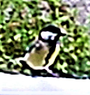 kohlmeise-parus-major-l-1758-a-22837.jpeg