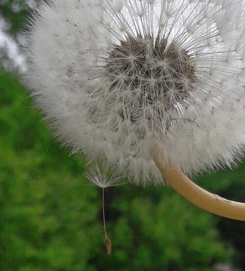 Pusteblume/Löwenzahn

Aufnameort: Bad Dürrheim
Kamera: Samsung-Handy