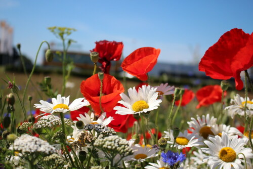 Mohn, Sommerblumenwiese.
Die Natur malt die schönsten Bilder

Aufnameort: Stadtlohn
Kamera: Eos 700