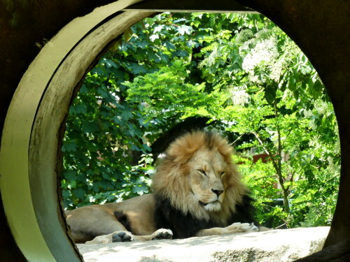 

Aufnameort: Tierpark Hellabrunn München
Kamera: Panasonic Lumix FZ 300