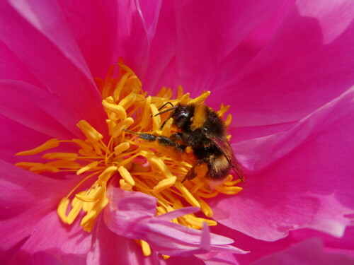 Hummel in Pfingstrosenblüte

Aufnameort: Odenthal
Kamera: Lumix