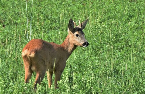 Junger Bock auf einem Wildacker

Aufnameort: Wetterau
Kamera: Nikon D7200