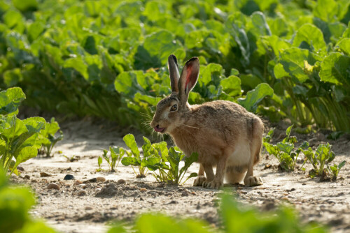 Dieser Hase sah doch recht frech aus :-) 
Er fraß in einem Rübenfeld... 


Aufnameort: Oberlausitz
Kamera: Canon Eos 7 D Mark II